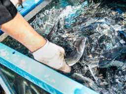 "방어·과메기도 아니었다"…해양수산부가 1월 대표 보양식으로 선정한 의외의 '수산물'