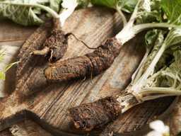 여름보다 영양 3배 높다...1월 장보러 가면 꼭 담아야 할 '뿌리채소 4가지'