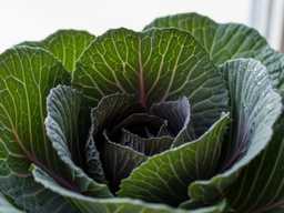 "뱃살·독소 다 빠진다" 1월에 꼭 먹어야 할 채소 3위 당근, 2위 비트, 1위는?