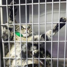 <strong>냥이</strong> 병원에 잘 모시고 가는 방법