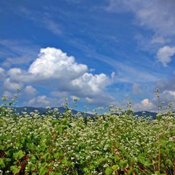 봉평 <strong>메밀꽃</strong> 필 무렵