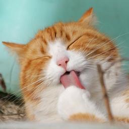 털고르기 하지 않는 고양이, 어딘가 아프다