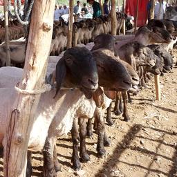 실크로드의 고향, 카슈가르 일요시장