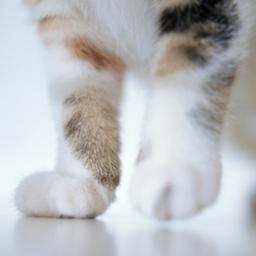 냥이 <strong>예방</strong>접종 어떤게 있나