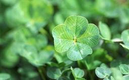 <strong>행운</strong>을 상징하는 상징물