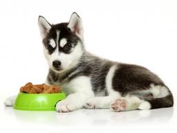 개를 망치는 식습관 7가지