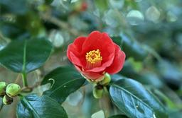 지심도 <strong>동백꽃</strong>이 마음에서 다시 핀다