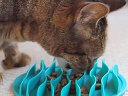 잘못된 고양이 식습관 6가지