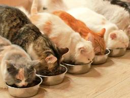 집사를 위한 고양이사료 <strong>급여</strong>법 7가지