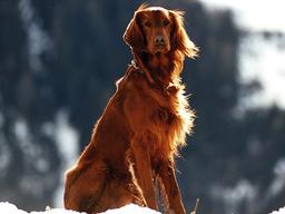 <strong>병원</strong>을 두려워하는 반려동물, 이렇게 케어해주자!