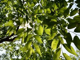 『자신만의 하늘을 가져라』 나무에게 배우는 자존감의 <strong>지혜</strong>