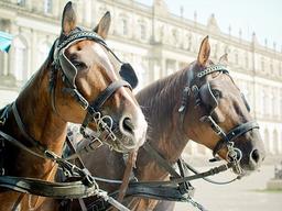 눈가리개를 쓴 LG전자 약일까? 독일까?