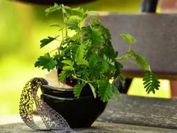 키우기 쉬운 식물로 사무실에서 건강 지키기!