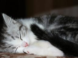 모바일 기반의 반려동물 의료상담 서비스, 펫닥