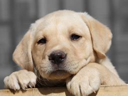 개와 고양이의 <strong>연애</strong>