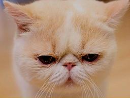 고양이 얼굴형으로 알아보는 <strong>집사</strong>와의 궁합