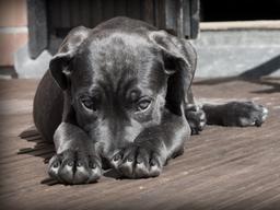 가족이 된 유기견 "기다리고, 기다리고, 또 기다리세요!"