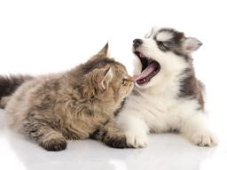 강아지 입양 전 확인해야 할 것 9가지