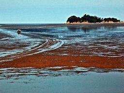 <strong>주문도</strong> 갯벌은 자연의 콩팥이다