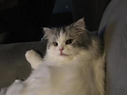 쿵이랑 몽이 같은 고양이, 나도 키워볼까?