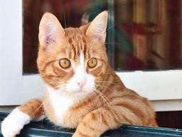 털 색깔만 봐도 고양이 <strong>성격</strong>이 보인다?