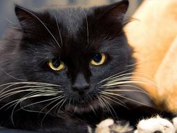 <strong>고양이</strong>에 대한 흔한 편견 10가지