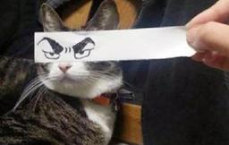 <strong>표정</strong> 부자가 된 냥이들 모음