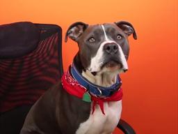 저렴한 가격에 다양한 상품을 구매할 수 있는 온라인 달러샵, Hollar