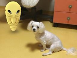 포켓몬고에 빠진 주인이 당황스런 개·고양이들