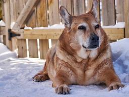 개도 겨울엔 춥다! 겨울나는 법 7가지