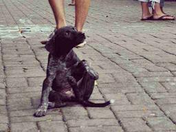 월요일만 되면 아픈 개, <strong>월요병</strong>?