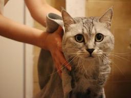 봄맞이 냥빨의 날, 고양이는 털빨인데…