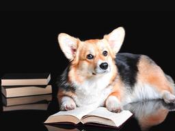 우리 강아지, 얼마나 똑똑할까?