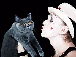 고양이를 <strong>분노</strong>케 하는 5가지