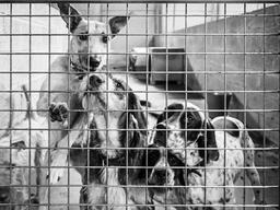 유기견 <strong>입양</strong>할 때 알아둘 것