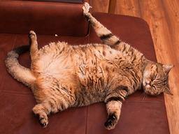 돼냥이 탈출법 3가지