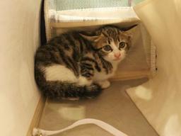 <strong>아기</strong> 고양이, 무작정 구해 달라 신고하지 마세요