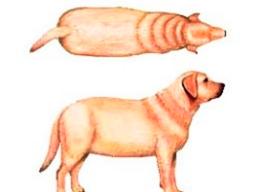 우리 강아지도 <strong>비만</strong>?