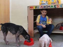 유기 동물을 위한 아이디어 7가지