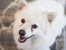 눈물<strong>자국</strong>으로부터 흰둥이를 지켜라!