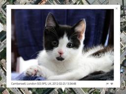 인터넷이 당신의 고양이 사진으로부터 알 수 있는 것