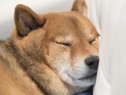 <strong>그런</strong> 행동은 '개불편'하다