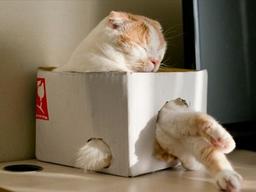 <strong>상자</strong>가 나타났다