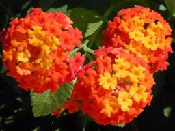 함부로 만지지 마세요! <strong>독성</strong> 식물 10종