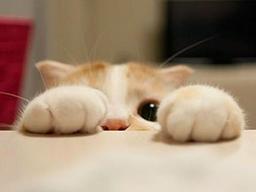 고양이는 '이것'도 <strong>귀여워</strong>