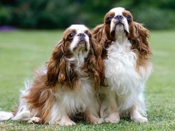 이 아이들까지 안다면... 개박사 인정!