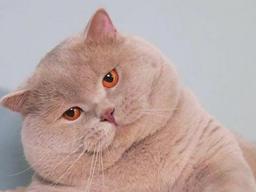 <strong>돼지</strong> 탈을 쓴 고양이