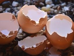 <strong>계란</strong> 껍질 활용 백서! 이건 몰랐쥬?