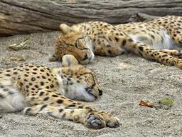 아리아나 허핑턴의 '잠 잘 자는' 12가지 <strong>팁</strong>