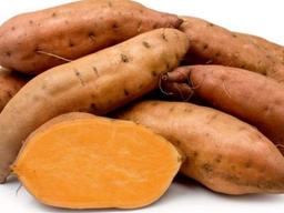 호박 고구마를 닮은 ‘이것’의 <strong>효능</strong>은?
